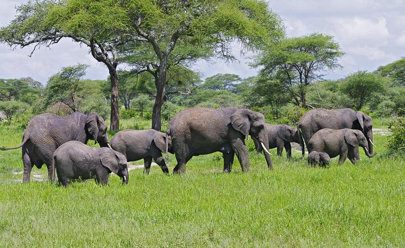 2 Days Tanzania Safaris to Lake Manyara and Ngorongoro Crater