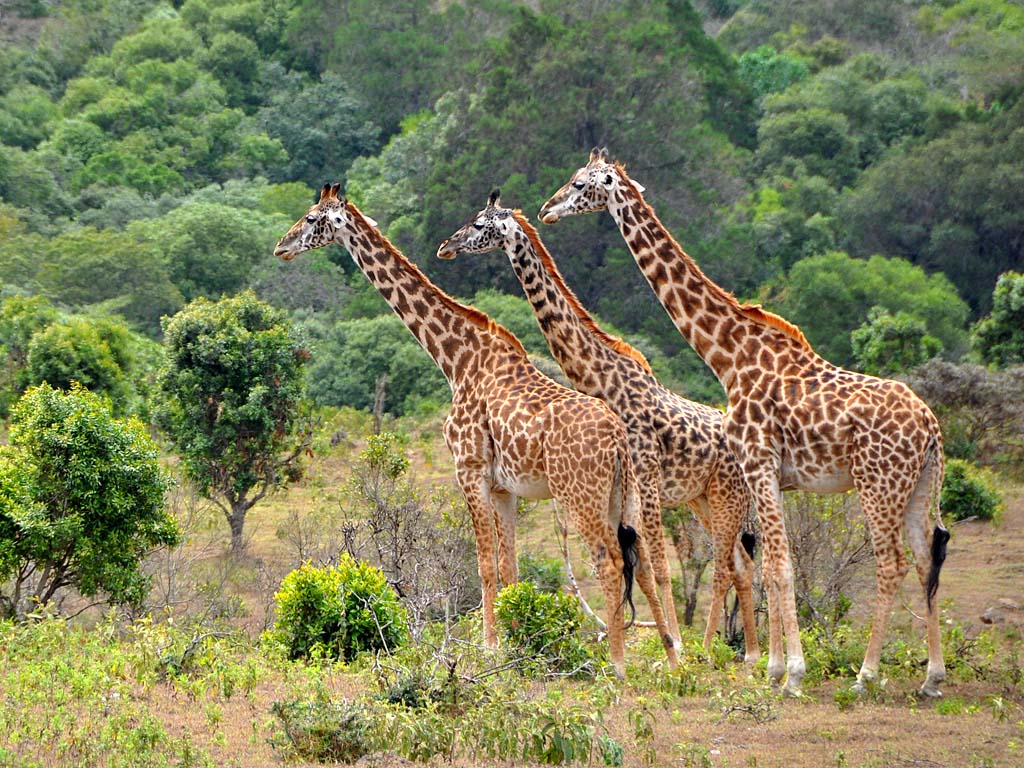 4 Days Tanzania Safari to Lake Manyara, Serengeti and Ngorongoro Crater