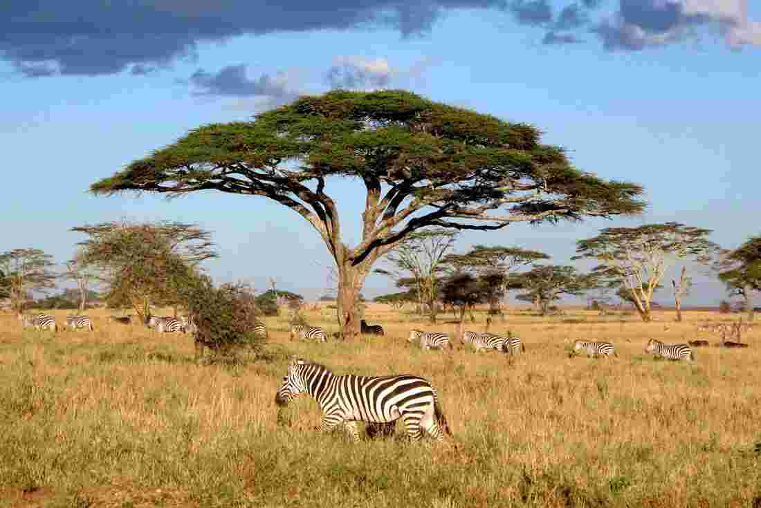 4 Days Tanzania Safari to Tarangire, Serengeti and Ngorongoro Crater