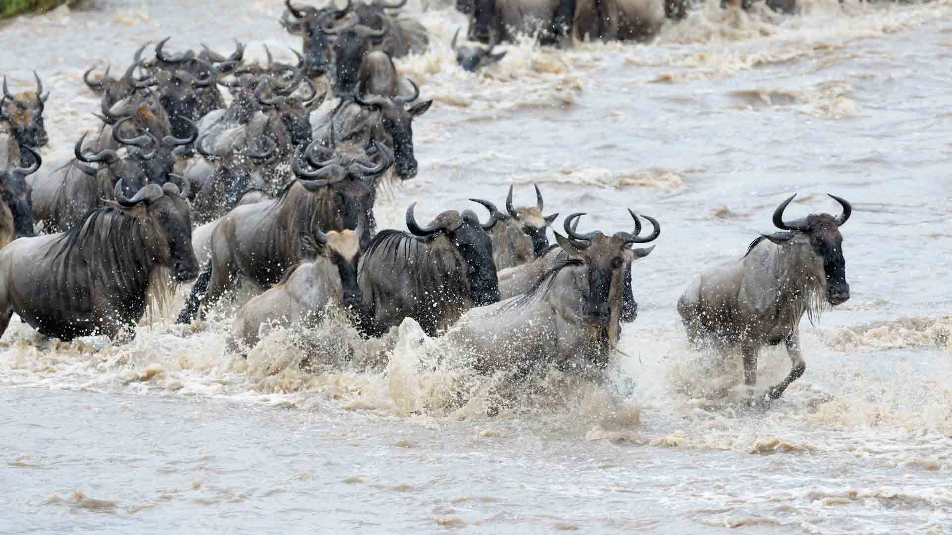 5 Days Tanzania  Wildebeest Migration Safari to  Serengeti and Ngorongoro Crate