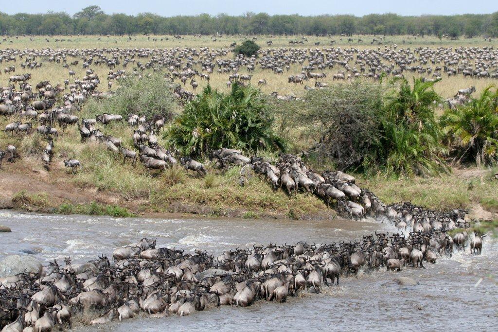 5 Days Tanzania  Wildebeest Migration Safari to  Tarangire, Serengeti and Ngorongoro Crater