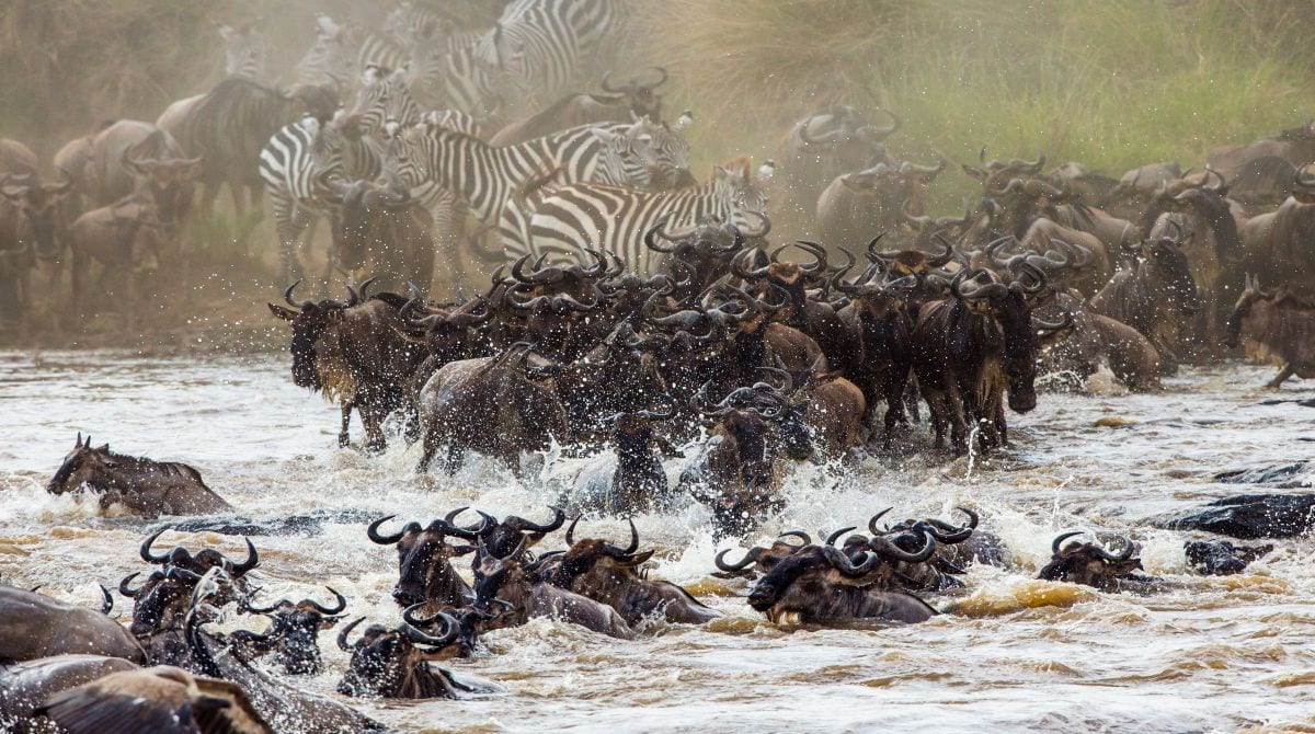 6 Days Tanzania  Wildebeest Migration Safari to  Tarangire, Serengeti and Ngorongoro Crater