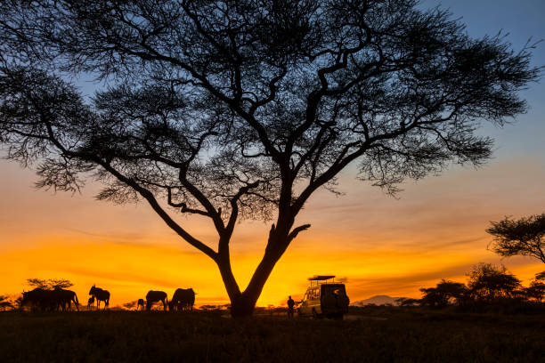 7 Days Tanzania Safari to  Lake Manyara, Serengeti (3 nights), Ngorongoro Crater and Tarangire