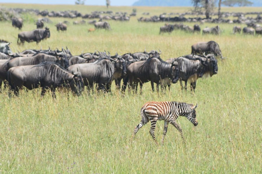 8 Days Tanzania Safari toArusha, Lake Manyara, Serengeti, Ngorongoro Crater and Tarangire